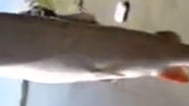 таймень 3 кг смотреть онлайн