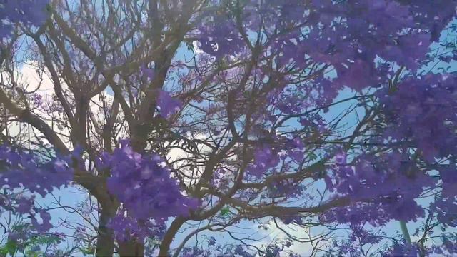 Jacaranda Mimosifolia purple or blue leaf tree смотреть онлайн