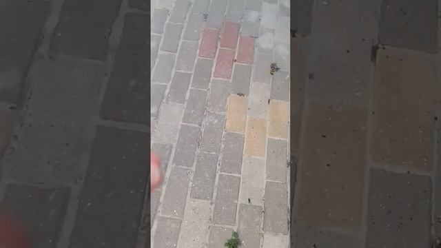 знакомьтесь это " Саша"мальчик или девочка мы ещё не знаем поэтому назвали таким именем смотреть онлайн