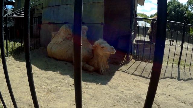 Николаевский зоопарк - верблюд смотреть онлайн
