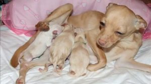 Первые роды той-терьера (субтитры)