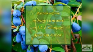 Жимолость плодовая: когда и как сажать