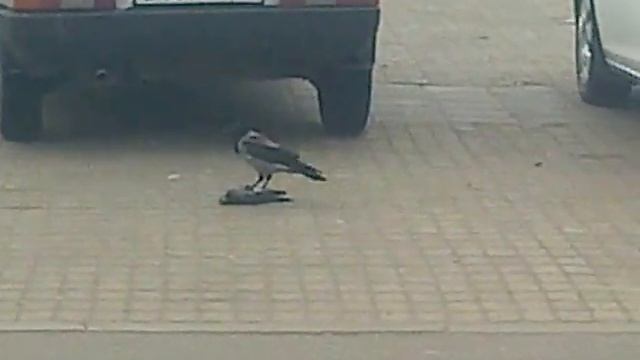 ворона жрет голубя!! жесть смотреть онлайн