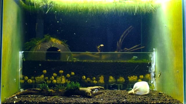 BOA SHRIMP PROJECT - Selective Breeding & Culling Caridina Boa Shrimp смотреть онлайн