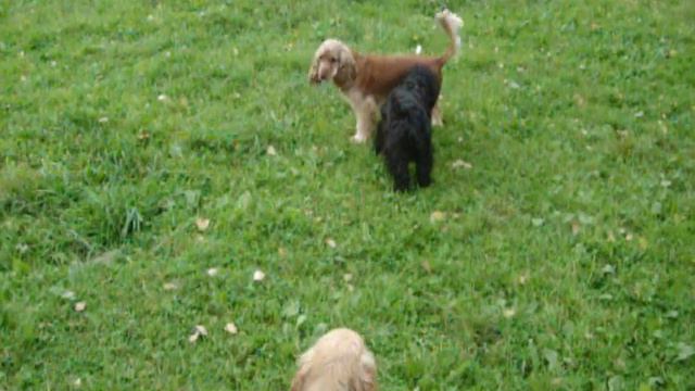 Вот такие спаниели