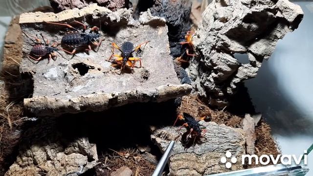 Клоп - хищнец Psytalla Horrida. Assassin Bug Psytalla Horrida. #клопы