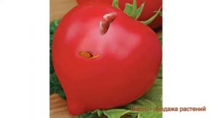 Томат обыкновенный Вояж F1 (voyazh f1) ? томат Вояж F1 обзор: как сажать семена томата Вояж F1