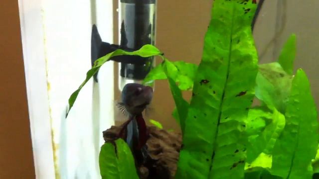 Dagliglivet i akvariet til Fritz смотреть онлайн