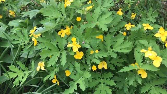 Plant Review: Stylophorum diphyllum (Wood Poppy) смотреть онлайн