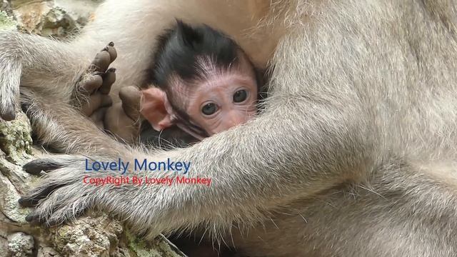 Just Only Block Milk Bar Cannot Find Baby Jinx Keep Cry Drama Angry React Feed Back To Mom Jade. смотреть онлайн