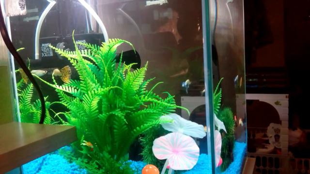В мой новенький аквариум купили  рыбок.|| OKey
