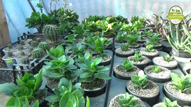 Как се размножава и отглежда Каланхое..? - Част 1. смотреть онлайн