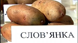 Сорта картофеля