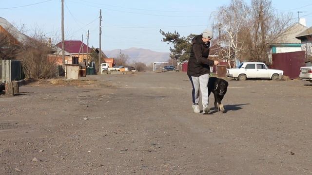 Щенок среднеазиатской овчарки ИРБИС 6 месяцев. смотреть онлайн