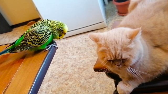 Говорящий попугай любит поговорить с котом смотреть онлайн