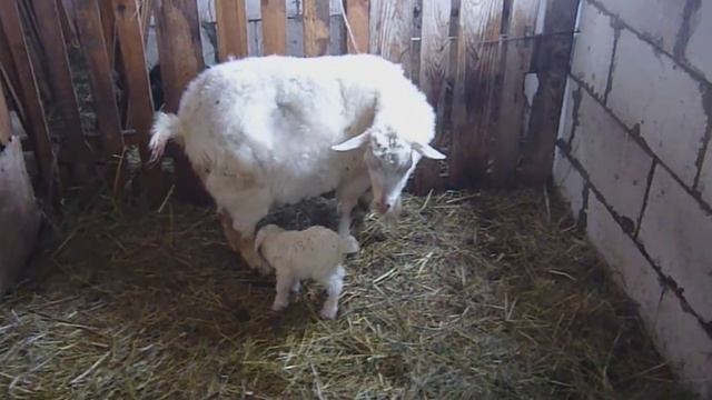 Коза+Новый хозяин! смотреть онлайн