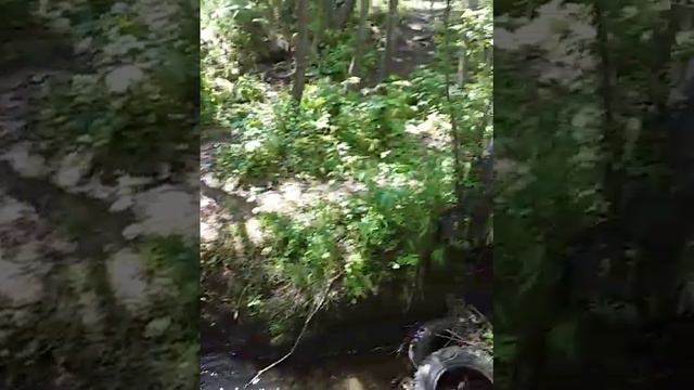 Растения у Совхозного ручья в Петропавловске-Камчатском смотреть онлайн