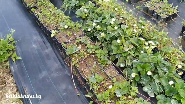 Клубника. Сорт Мальга. Обзор. Belklubnika.by.mp4 смотреть онлайн