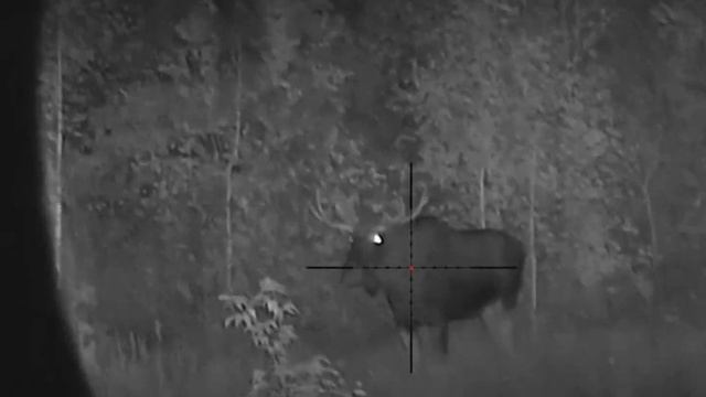 охота на самца лося на гону 2023 Беларусь. pulsar digex c50 смотреть онлайн