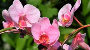 ПОЧЕМУ НЕЛЬЗЯ ДЕРЖАТЬ ДОМА ОРХИДЕИ ЧТО ИЗ ЭТОГО МОЖЕТ БЫТЬ?