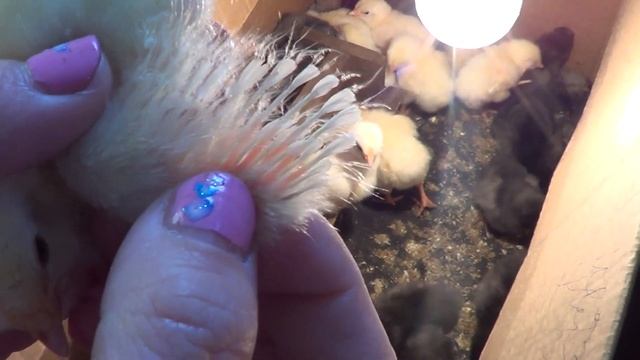 Как определить пол цыпленка в трехсуточном возрасте//Доминанты смотреть онлайн