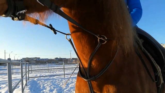 Конные тренировки (февраль\март) смотреть онлайн