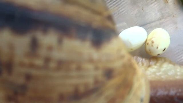 Улитка Ахатина крупная, отложила яйца пока мы были на море, потомство улитки, яйца крупной улитки