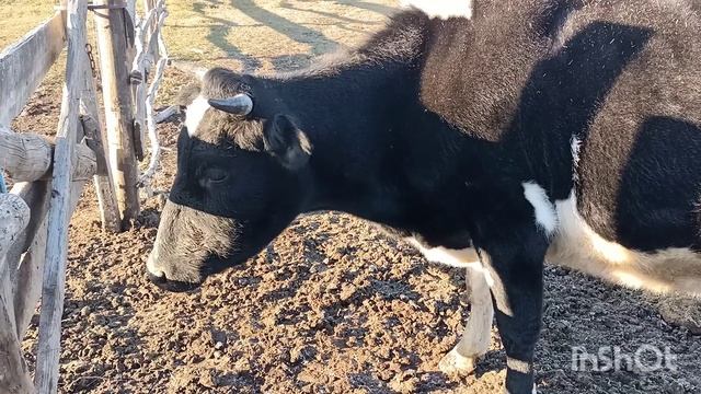 Камыш для Розы. смотреть онлайн