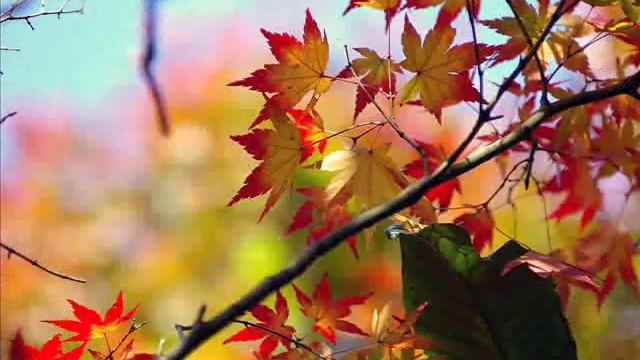 песня об осени смотреть онлайн