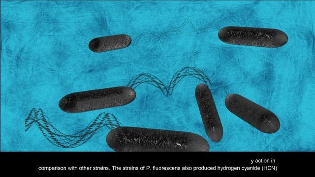 Investigating the Effect of Pseudomonas Fluorescens on Fusarium oxysporum f.sp. Gladioli Causing Co смотреть онлайн
