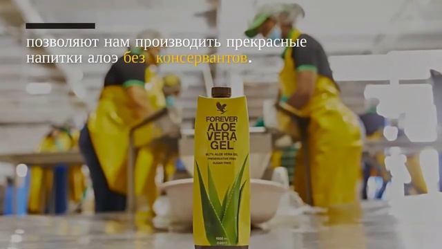 Плантации АлоэВера в Форевер Ливинг Продактс. смотреть онлайн