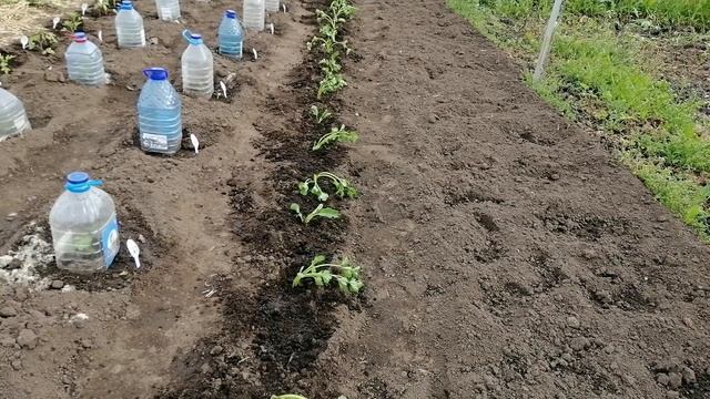ВАЖНЫЕ МОМЕНТЫ ПРИ ВЫСАДКЕ РАССАДЫ КОРНЕВОГО СЕЛЬДЕРЕЯ смотреть онлайн