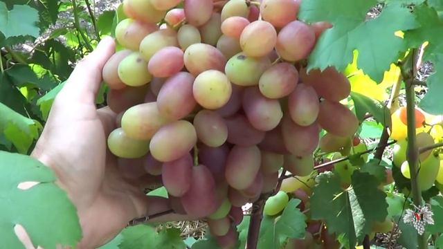 Сорт Винограда Юлиан. Урожай. Виноград 2018 смотреть онлайн