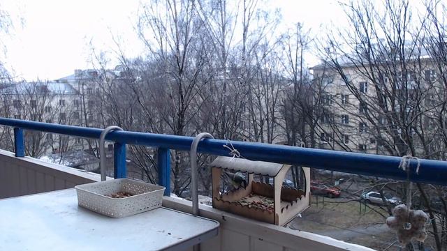Прямая трансляция из кормушки для птиц :) смотреть онлайн