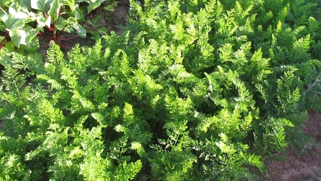 Чтобы грядка была урожайной, как проредить морковь смотреть онлайн