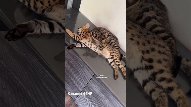 Детки саванна ф1НР🤍 #cats #cat#cats#savannahf1#savannahcat #саванна #саваннакошка смотреть онлайн