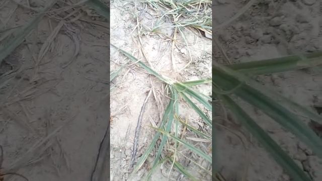 Оса шершень. Крупным планом. смотреть онлайн