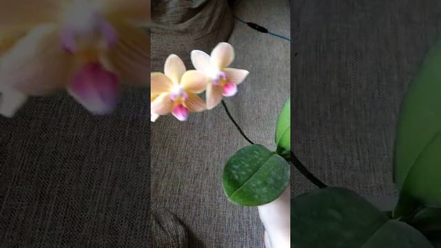 Содержание азиатских орхидей, уход смотреть онлайн