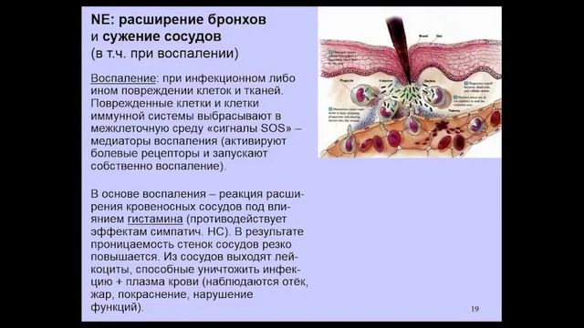 Курс Химия мозга. Лекция 5. "Мозг: норадреналин и адреналин. Азарт и стресс". Проф. В.Дубынин смотреть онлайн