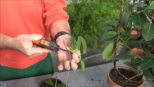 Jardinage: Bouture De Stephanotis Floribunda (jasmin De Madagascar) Plante Verte D'intérieur