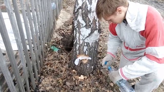 Как собирать березовый сок смотреть онлайн