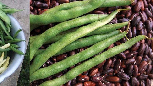 Когда собирать фасоль в 2021 году