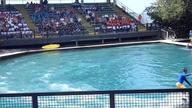 59 Seaquarium шоу с дельфинами смотреть онлайн