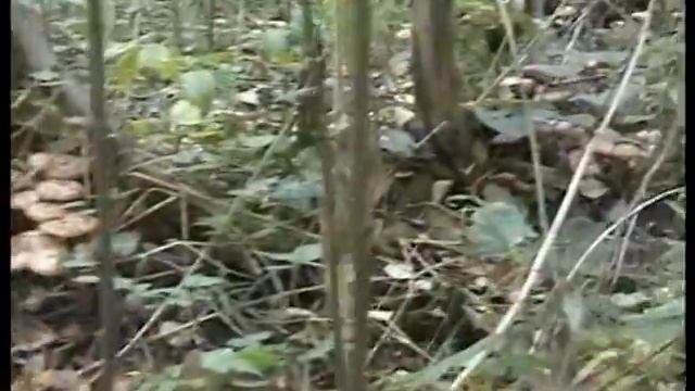 Заблудилась в лесу . Опята попались. смотреть онлайн