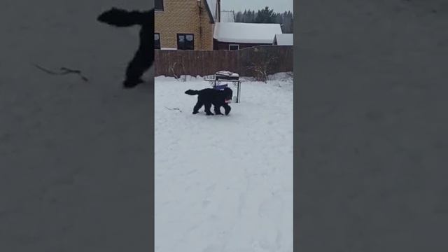 Спарк Гала'с Яньлинь смотреть онлайн