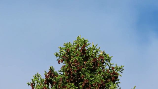 №2201  13 05 2022  Лесной конек, певчий дрозд и другие