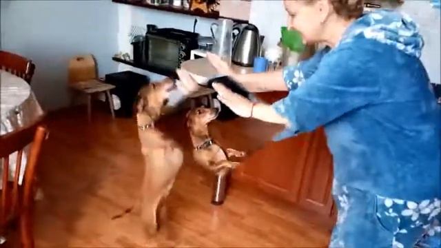 Такса Дуся танцует смотреть онлайн