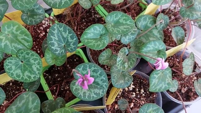 Стройка в Фокусе