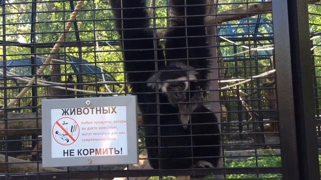 Смешная обезьянка в зоопарке смотреть онлайн