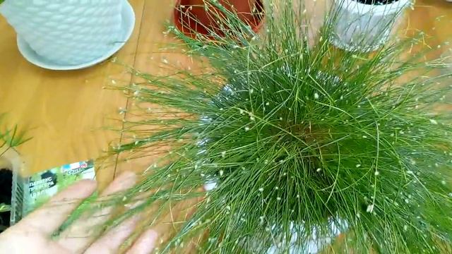 Комнатные цветы . Как подросли мои зимние новинки . смотреть онлайн